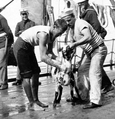 Sailors washing a goat mascot on board a U.S. Navy battleship, circa 1907-1908.